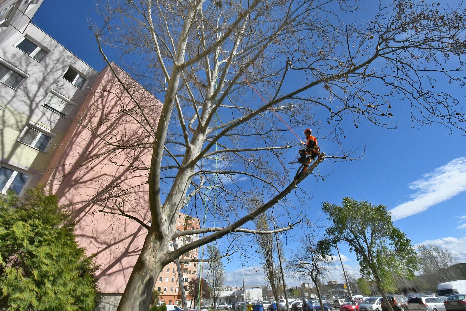 Faápolás alpintechnikával a Jancsár utcában